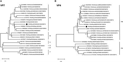 Emergence of human-porcine reassortment G9P[19] porcine rotavirus A strain in Guangdong Province, China